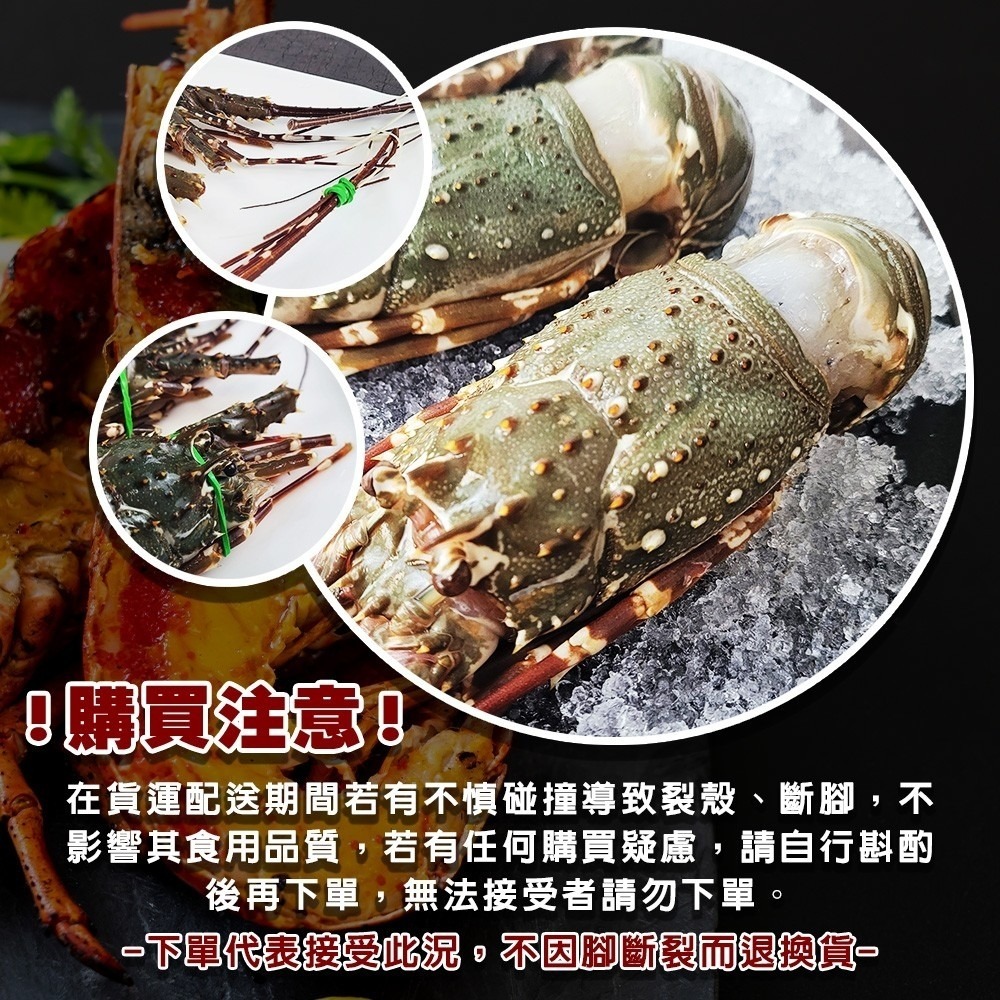 活凍小龍蝦(每尾100-150g)【海陸管家】滿額免運-細節圖7