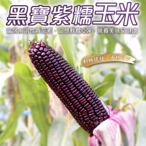 黑寶水果玉米【果農直配】全省免運