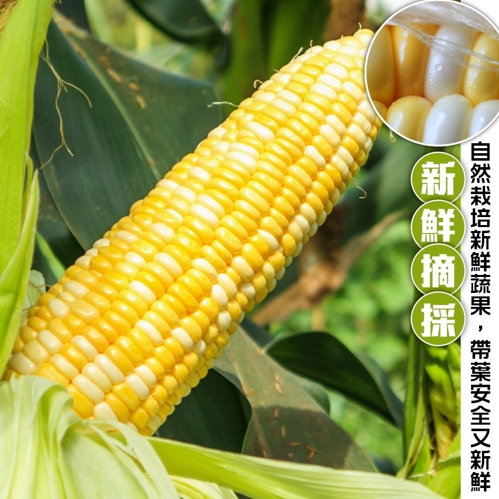 台灣雙色水果玉米 0運費【果農直配】台灣玉米 甜玉米 雙色玉米 黃玉米 白玉米 水果玉米 生玉米 帶葉玉米-細節圖2