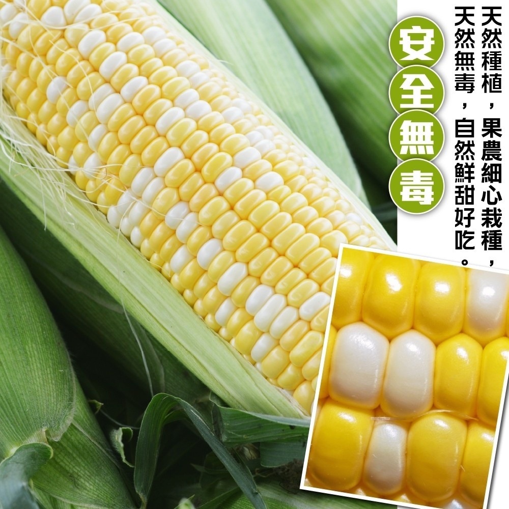 台灣雙色水果玉米 0運費【果農直配】台灣玉米 甜玉米 雙色玉米 黃玉米 白玉米 水果玉米 生玉米 帶葉玉米-細節圖3