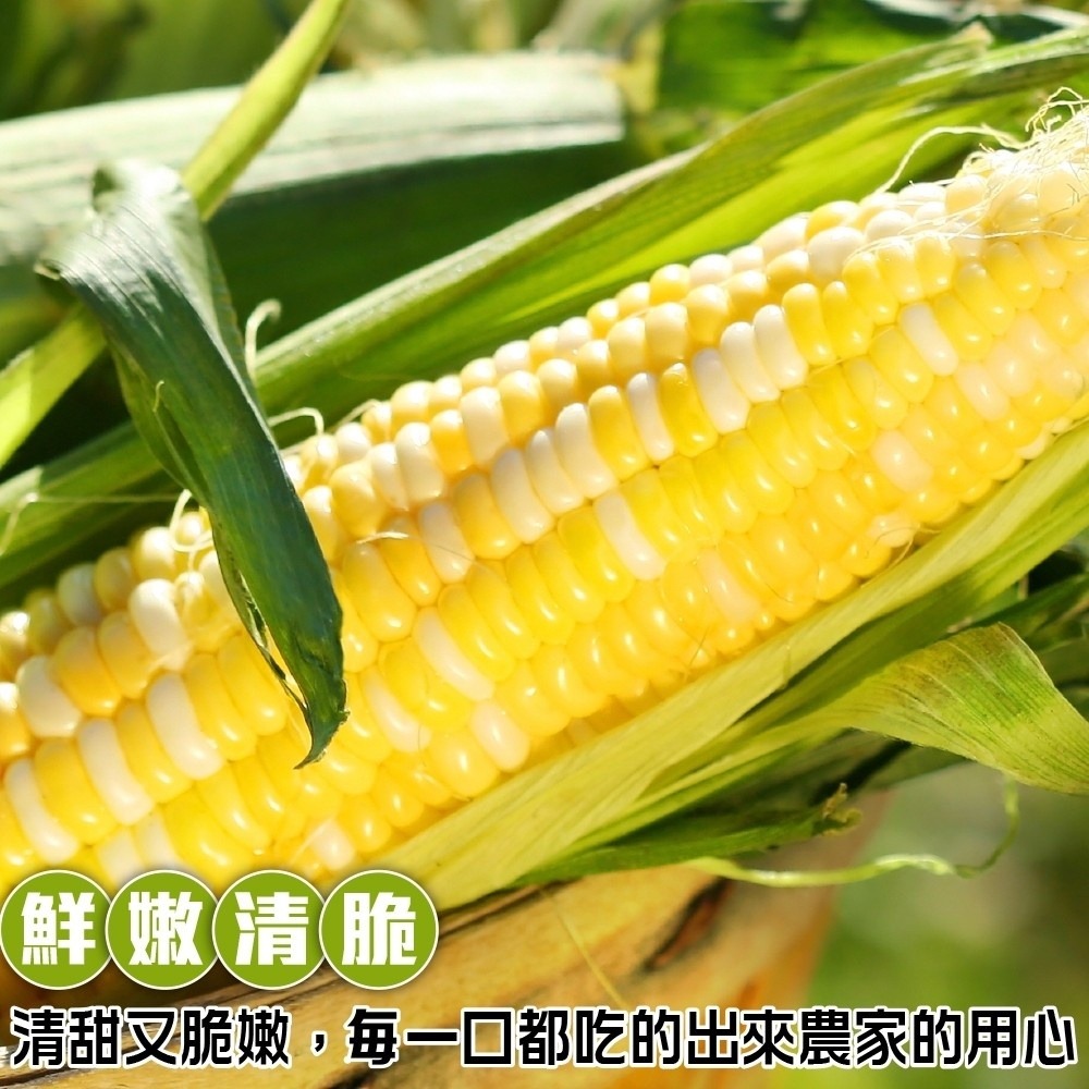 台灣雙色水果玉米 0運費【果農直配】台灣玉米 甜玉米 雙色玉米 黃玉米 白玉米 水果玉米 生玉米 帶葉玉米-細節圖4