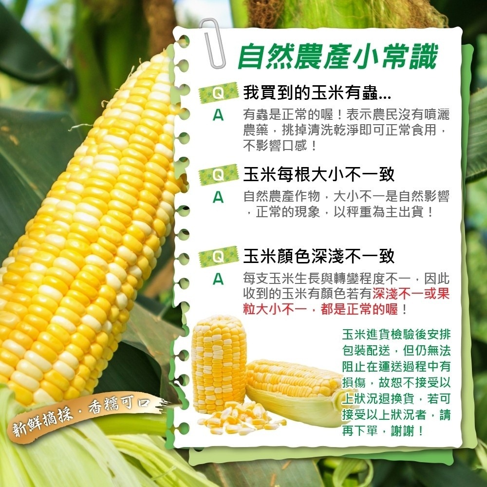 台灣雙色水果玉米 0運費【果農直配】台灣玉米 甜玉米 雙色玉米 黃玉米 白玉米 水果玉米 生玉米 帶葉玉米-細節圖8