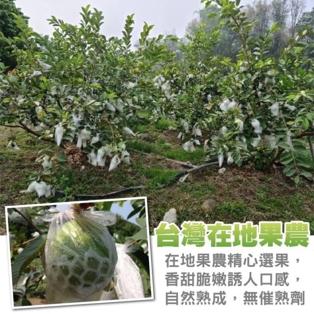 嚴選台灣帝王芭樂 0運費【果農直配】台灣芭樂 白芭樂 土芭樂-細節圖3