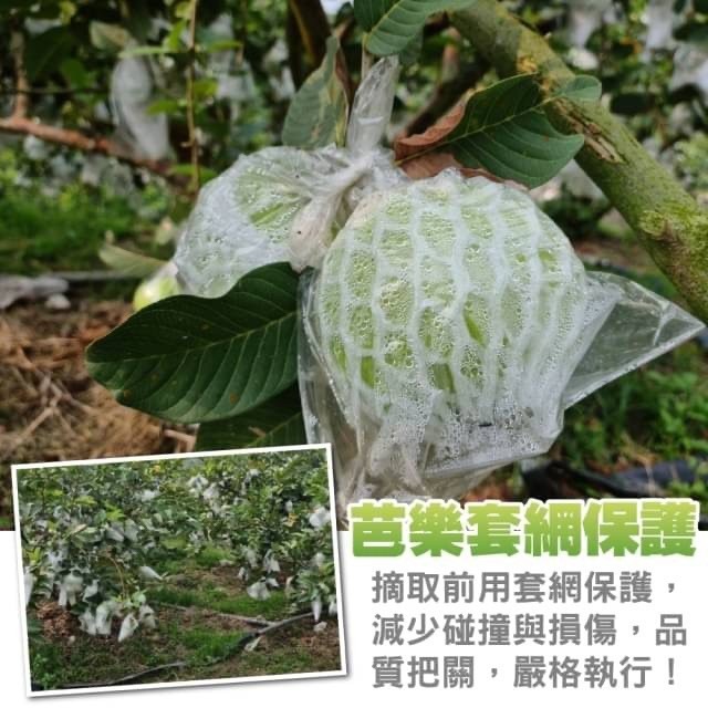 嚴選台灣帝王芭樂 0運費【果農直配】台灣芭樂 白芭樂 土芭樂-細節圖4