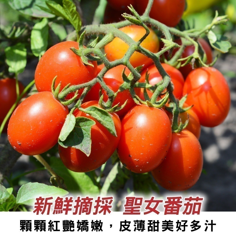 嚴選台灣聖女小番茄(每盒600g±10%含盒) 0運費【果農直配】聖女蕃茄 聖女番茄 聖女小蕃茄-細節圖2