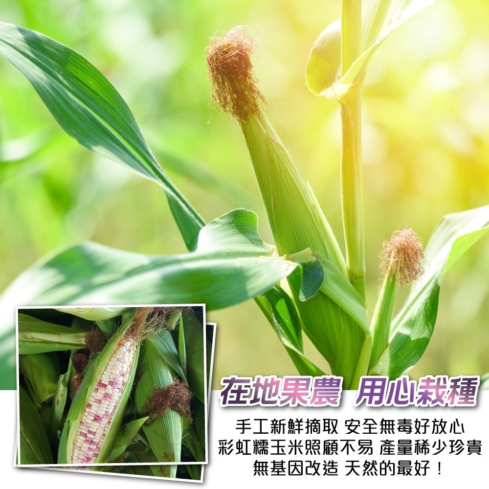 斑比彩虹甜糯玉米【果農直配】全省免運-細節圖2