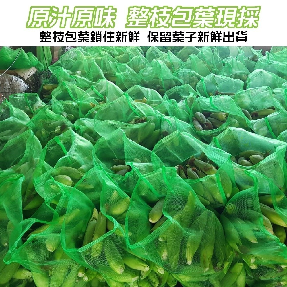 日本品種-台灣水果玉米 0運費【果農直配】-細節圖6