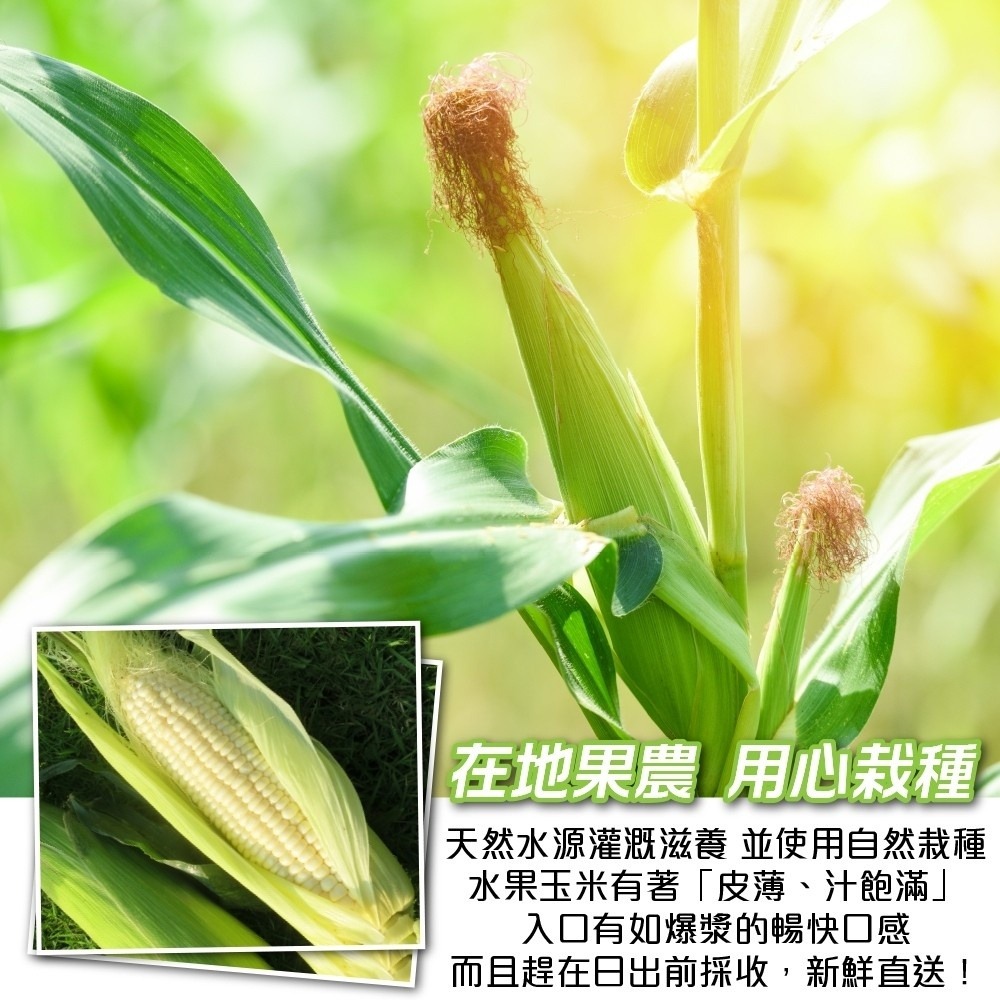 日本品種-台灣水果玉米【果農直配】全省免運-細節圖3