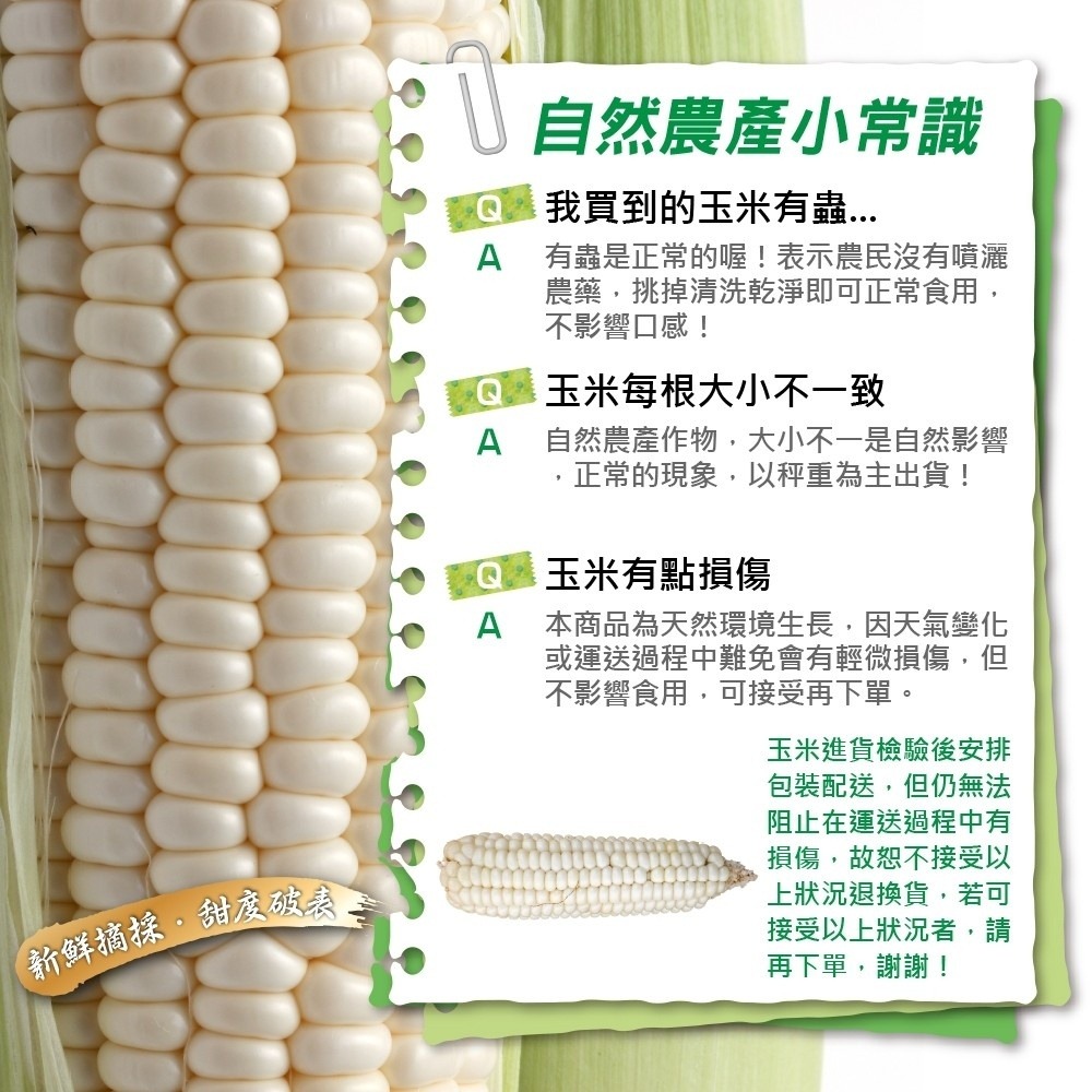 日本品種-台灣水果玉米【果農直配】全省免運-細節圖9