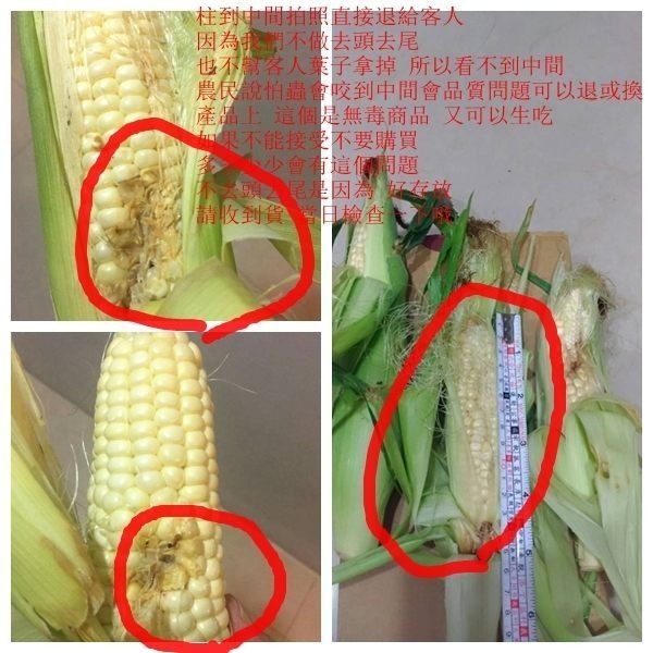 日本品種-台灣水果玉米【果農直配】全省免運-細節圖10
