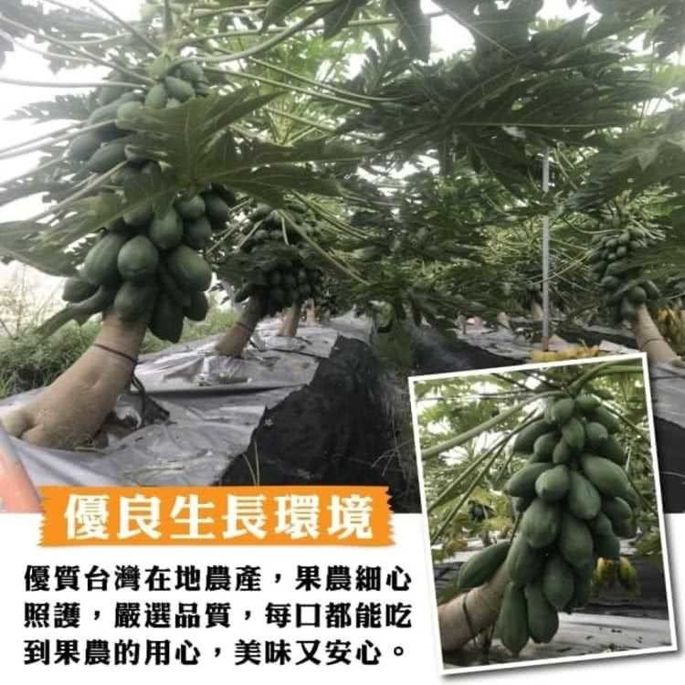 台農2號木瓜 0運費【果農直配】台灣木瓜 台灣水果 台灣小農木瓜 木瓜牛奶-細節圖3