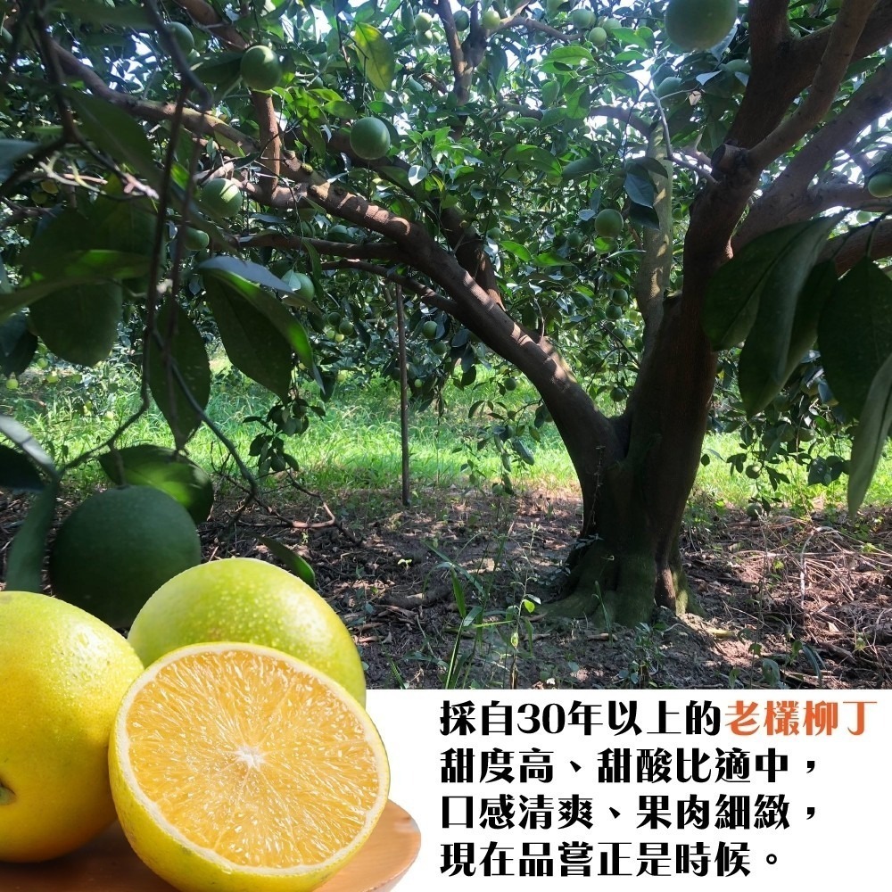 雲林老欉柳丁 0運費【果農直送】台灣柳丁 雲林柳丁 柑橘 老欉丁-細節圖3