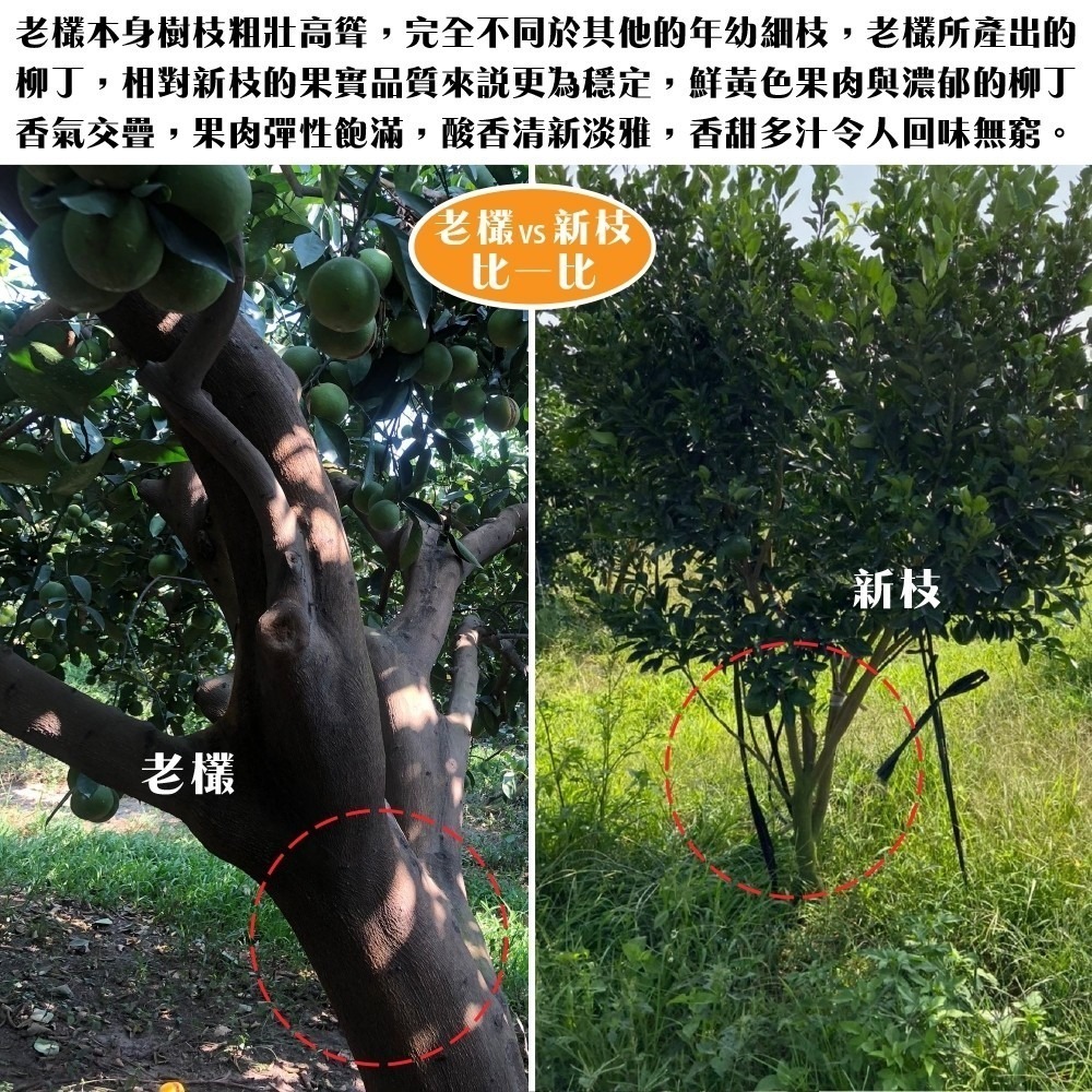 雲林老欉柳丁 0運費【果農直送】台灣柳丁 雲林柳丁 柑橘 老欉丁-細節圖4
