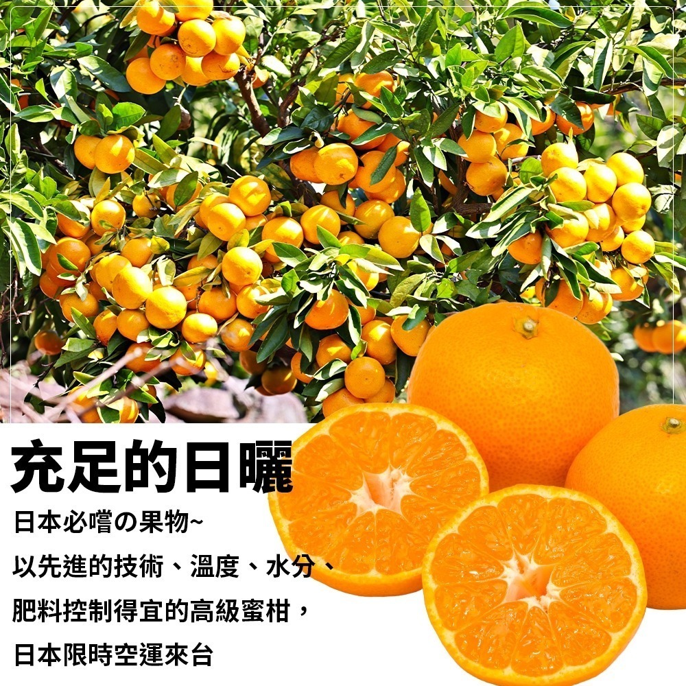 日本佐賀縣溫室蜜柑(每盒350g±10%/4-6顆) 0運費【果之蔬】日本蜜柑 小蜜柑 佐賀蜜柑 柑橘-細節圖5