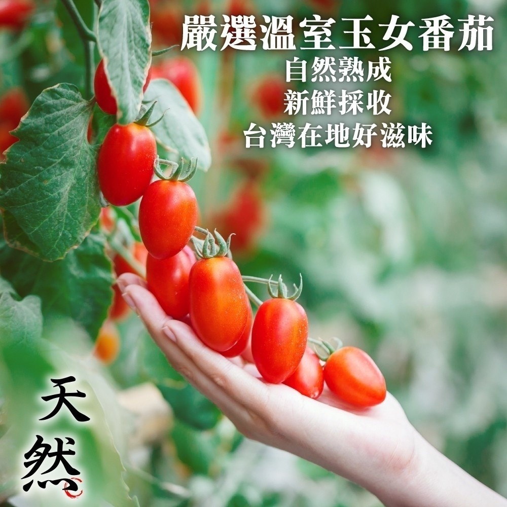 嚴選溫室玉女小蕃茄(每盒600g±10%) 0運費【果農直配】小番茄 小蕃茄 玉女-細節圖3