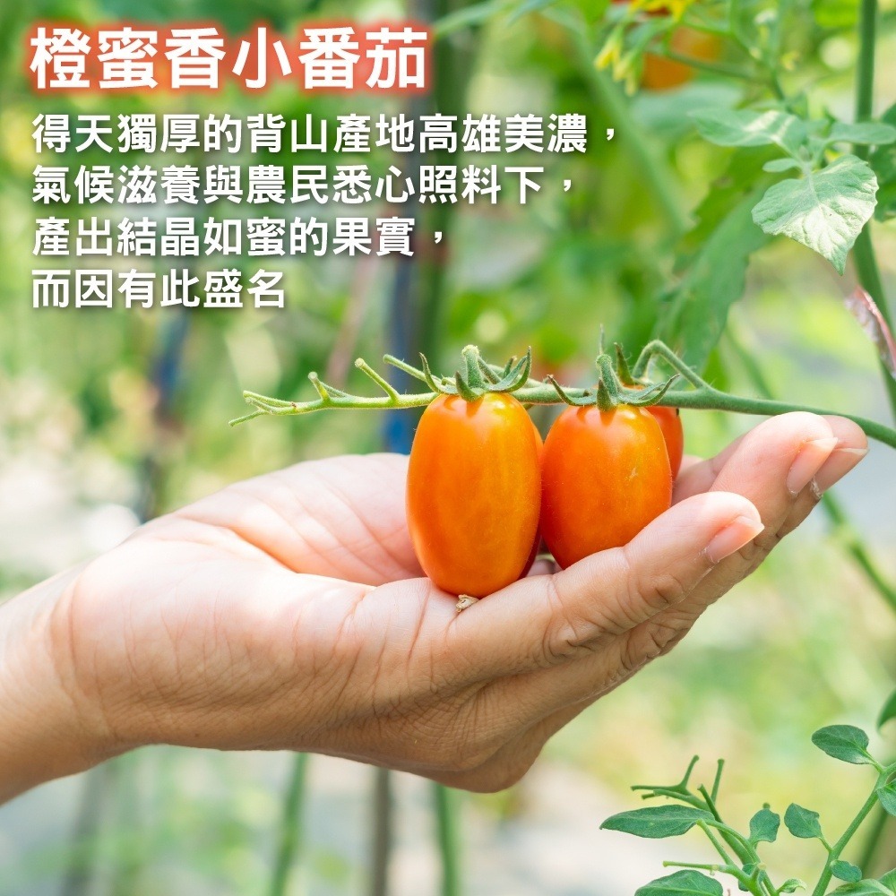 橙蜜香小蕃茄5斤±10%含箱 0運費【果農直配】小番茄 小番茄 澄蜜香番茄 澄蜜香蕃茄-細節圖2