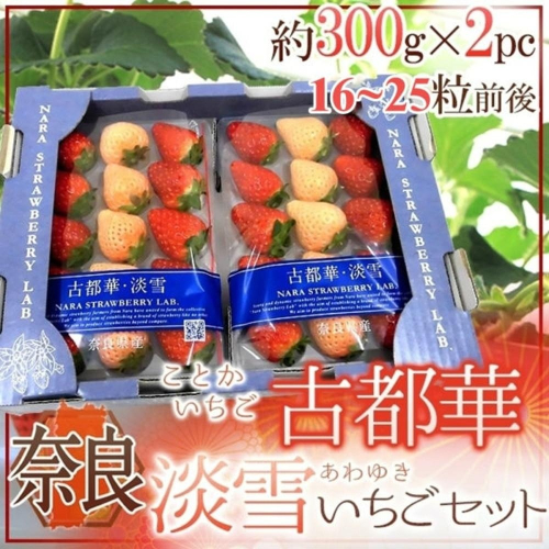 日本古都華雙色草莓原裝禮盒(每盒2P/16-25入/600g±10%) 0運費【果之蔬】日本草莓 淡雪草莓 古都華草莓