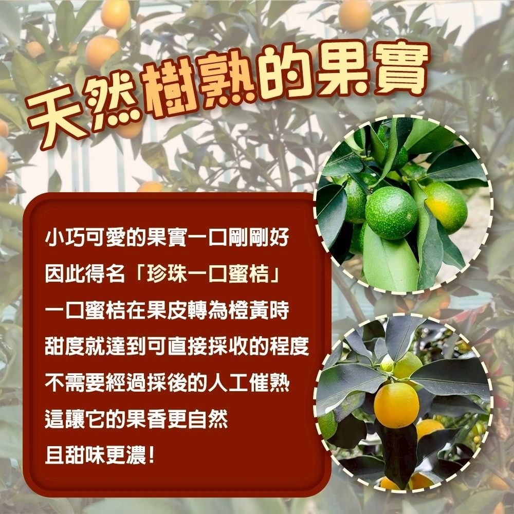 台灣珍珠一口蜜金桔(每盒500g±10%) 0運費【果農直配】台灣水果 台灣金桔 金吉 金橘 台灣金吉-細節圖2