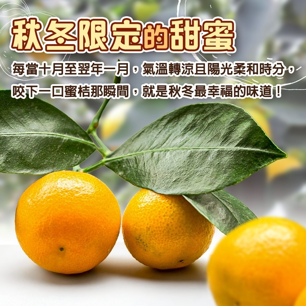 台灣珍珠一口蜜金桔(每盒500g±10%) 0運費【果農直配】台灣水果 台灣金桔 金吉 金橘 台灣金吉-細節圖5