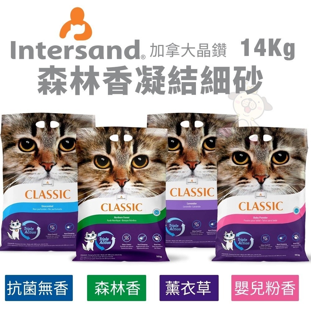 Intersand 晶鑽 貓砂7kg-14kg【免運】森林香凝結細砂 頂級白晶強力凝結細砂 貓砂『WANG』-細節圖5