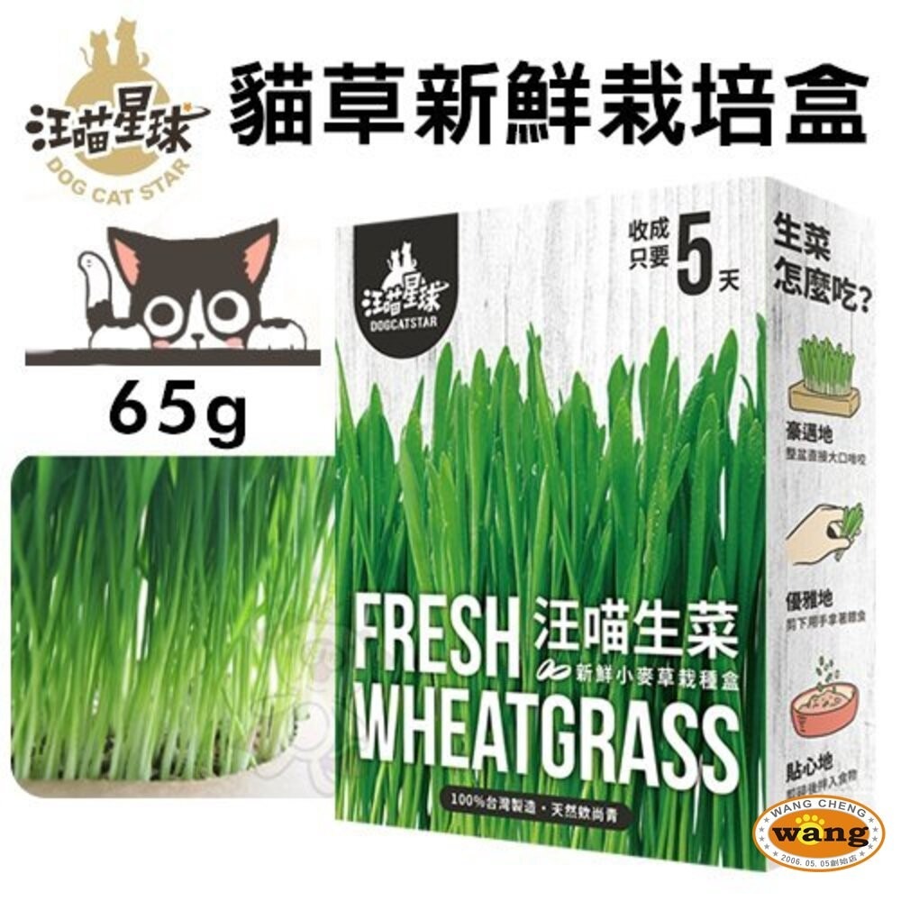 DogCatStar汪喵星球 貓草新鮮栽培盒65g 長超快 5天收成 貓草 貓零食『林口旗艦店』-細節圖3