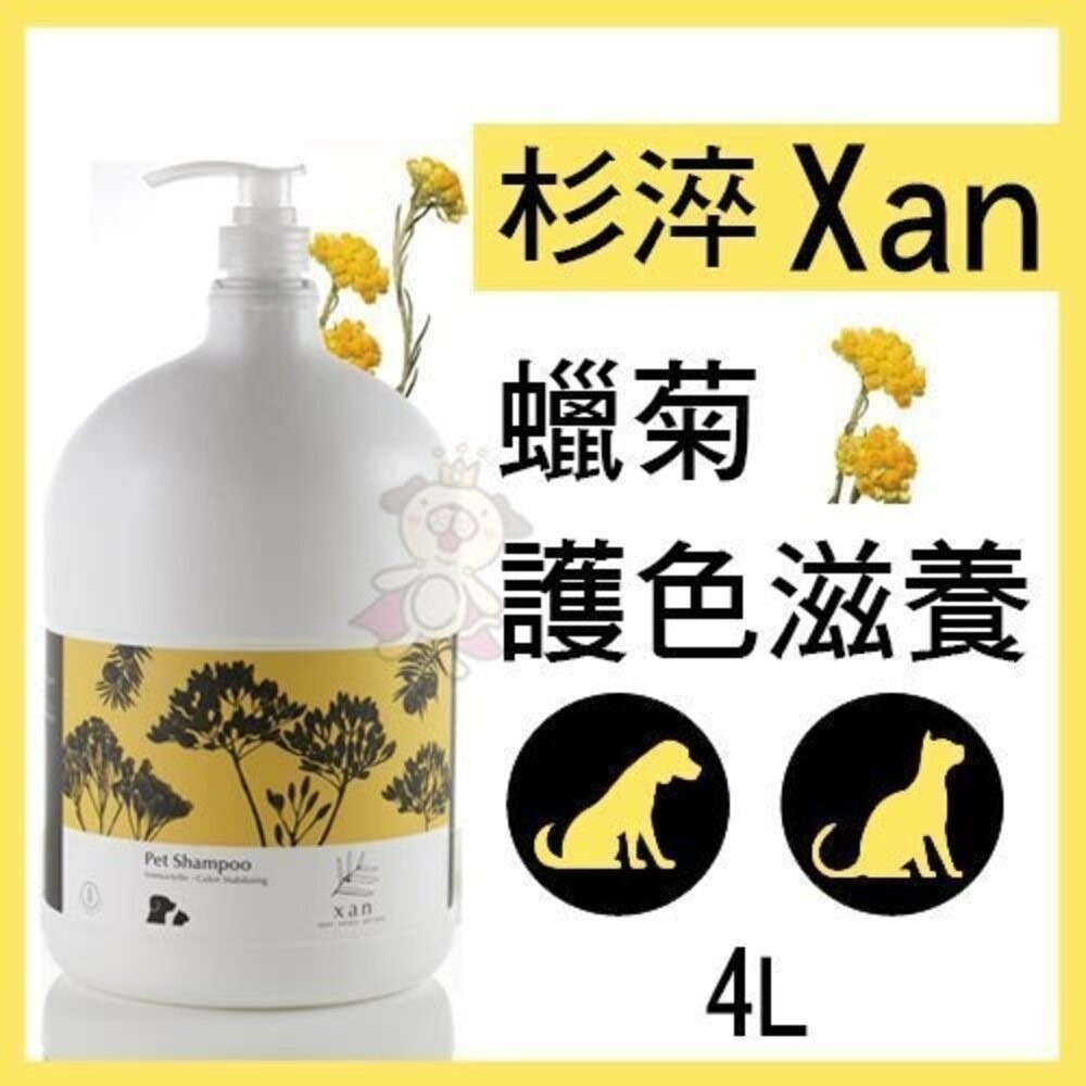 杉淬 蠟菊護色滋養洗毛精4000ml