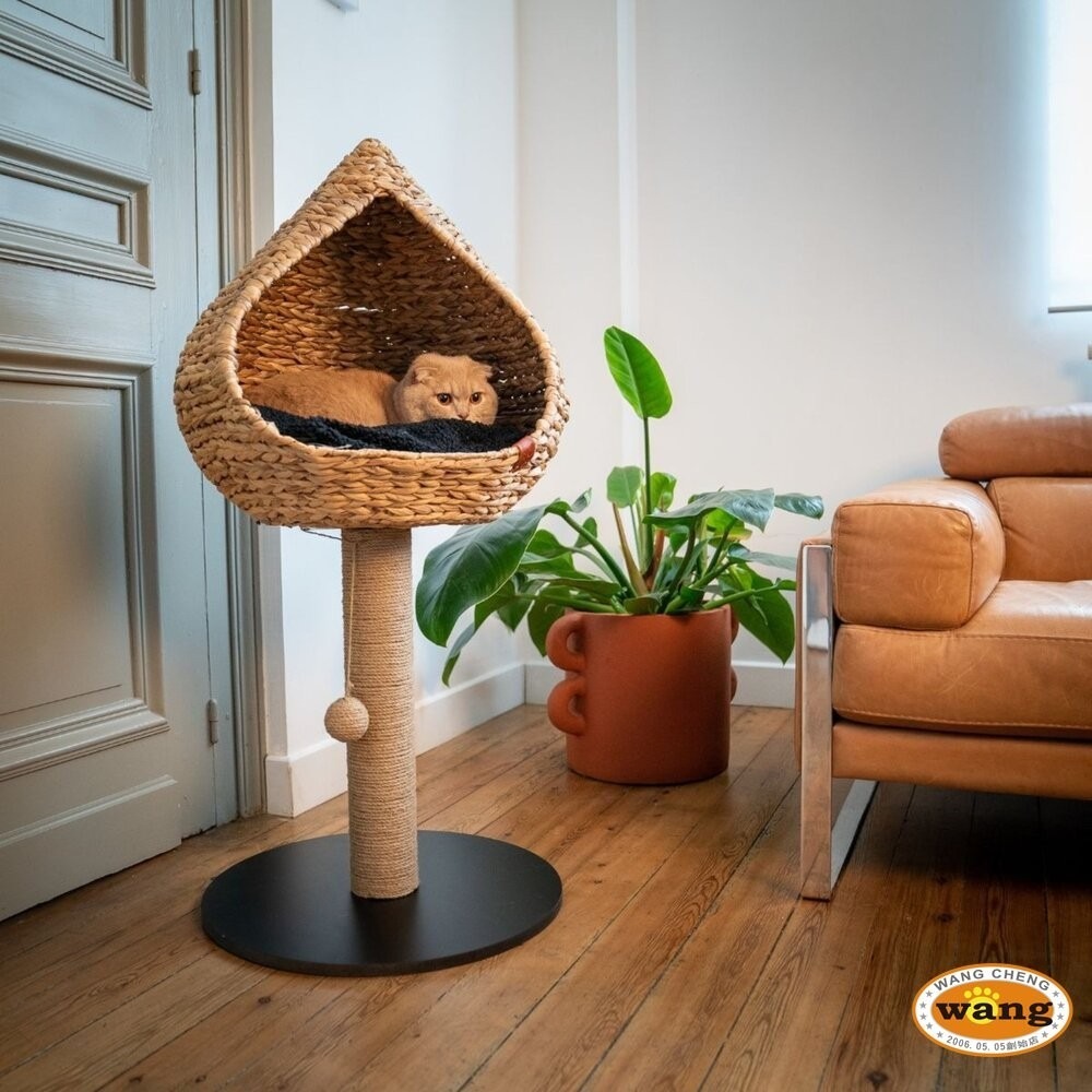 Martin 馬汀 天然布袋蓮編織 樹狀咖啡木貓跳台 貓抓柱 貓跳台 貓咪屋 貓屋  貓爬架 造型貓跳台『林口旗艦店』-細節圖4