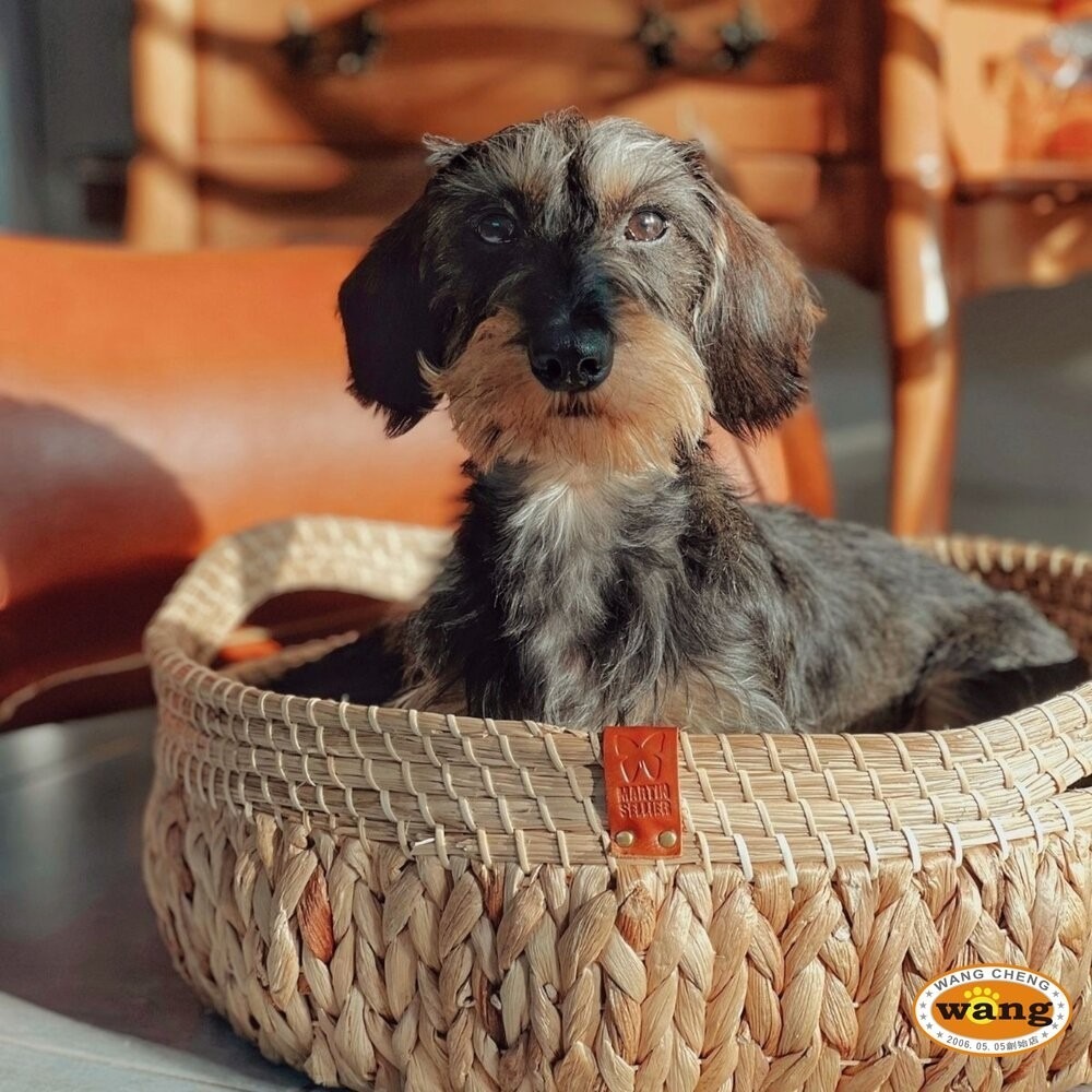 Martin 馬汀 天然布袋蓮編織 樹狀咖啡木貓跳台 貓抓柱 貓跳台 貓咪屋 貓屋  貓爬架 造型貓跳台『林口旗艦店』-細節圖7