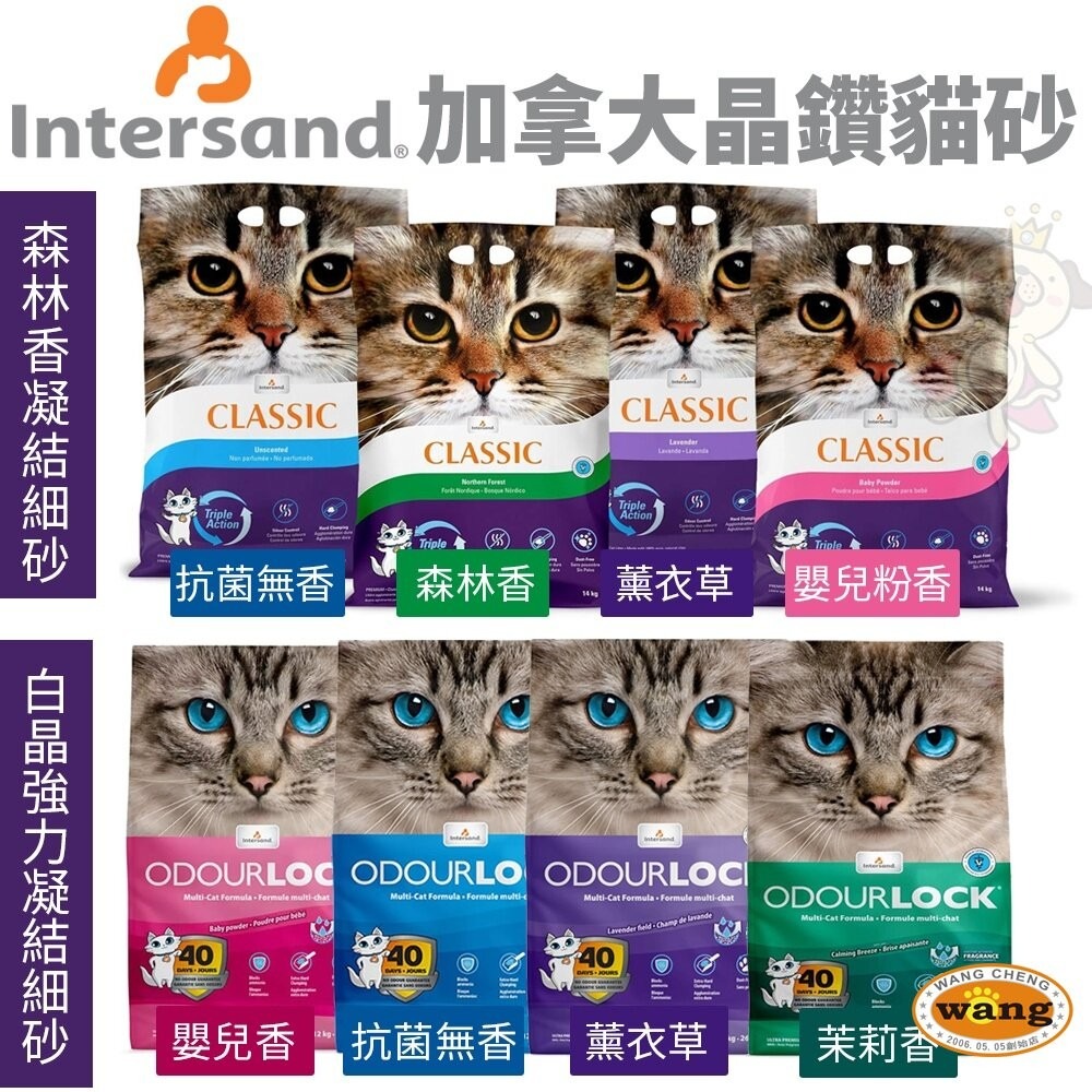 Intersand 晶鑽 貓砂7kg-14kg【免運】森林香凝結細砂 頂級白晶強力凝結細砂 貓砂『林口旗艦店』-細節圖3