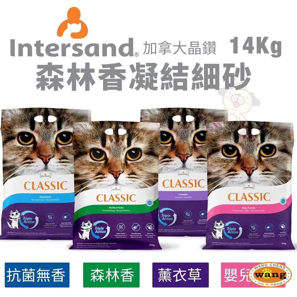 Intersand 晶鑽 貓砂7kg-14kg【免運】森林香凝結細砂 頂級白晶強力凝結細砂 貓砂『林口旗艦店』-細節圖5
