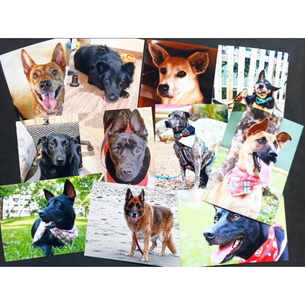 白白的愛-中途之家愛心助養 感謝有你-細節圖2