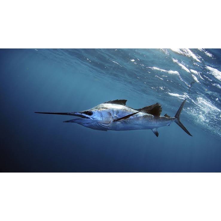 999元免運「鱻匠水產批發工廠」旗魚生魚片磚300-800克/不定重真空包 關鍵字：旗魚生魚片鮭魚 鮪魚 旗魚 沙西米-細節圖7