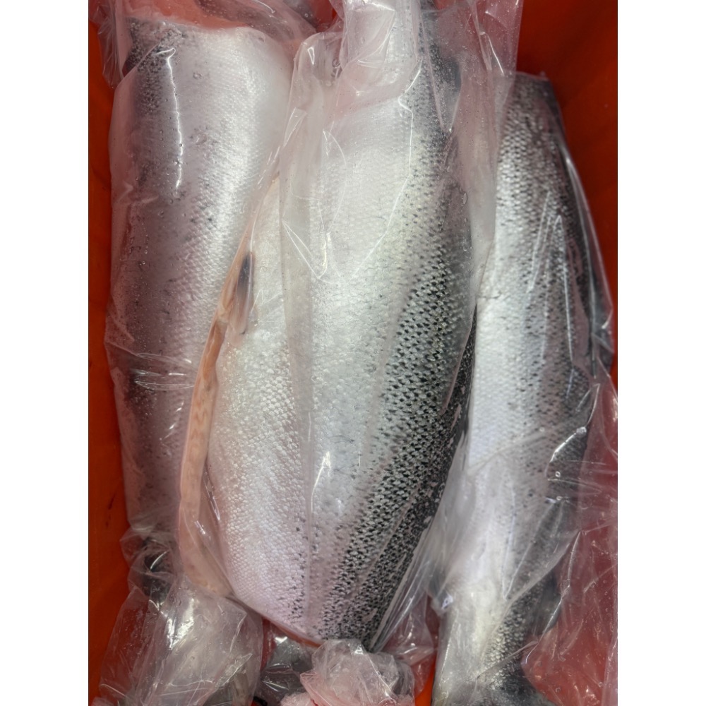 999元免運「鱻匠水產批發工廠」挪威鮭魚碎肉500克/真空包 關鍵：鮭魚生魚片 鮭魚鬆 煮粥 炒飯 貓狗零食罐頭糧食飼料-細節圖2