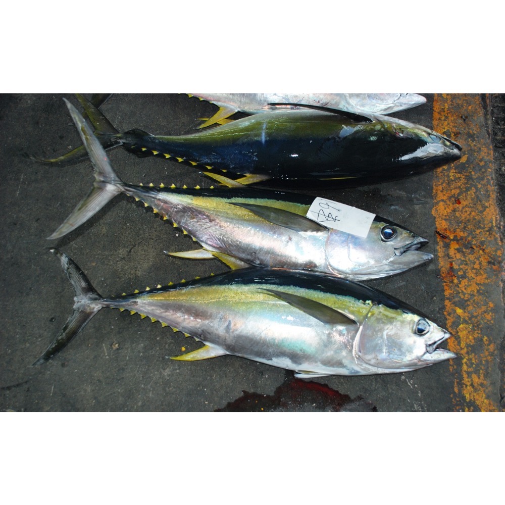 999元免運「鱻匠水產批發工廠」鮪魚腹肉磚（需熟食）/不定重真空包  關鍵：鮪魚生魚片 鮪魚刺身 鹽烤鮪魚腹 紅燒鮪魚腹-細節圖5