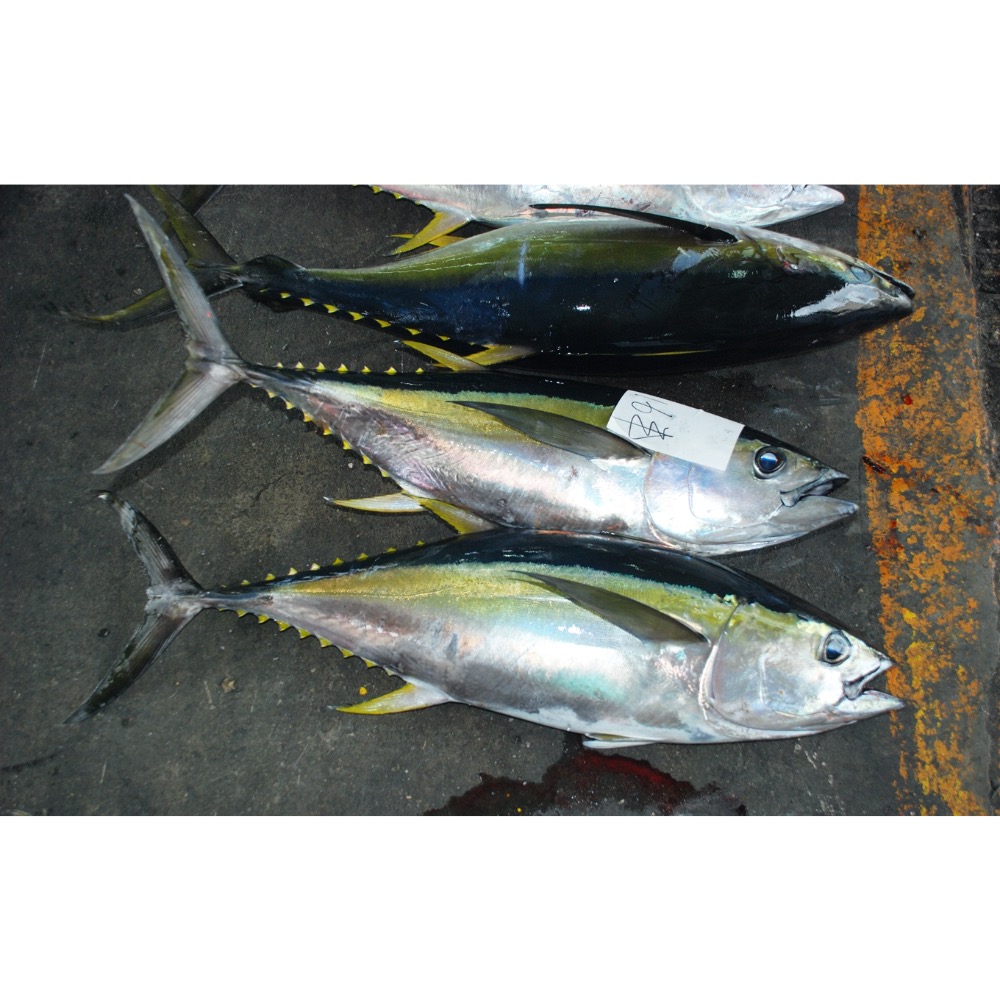 999元免運「鱻匠水產批發工廠」鮪魚下巴 500克/真空包  鮪魚 鮭魚 生魚片 鹽烤紅燒鮪魚下巴 貓狗零食罐頭糧食飼料-細節圖2