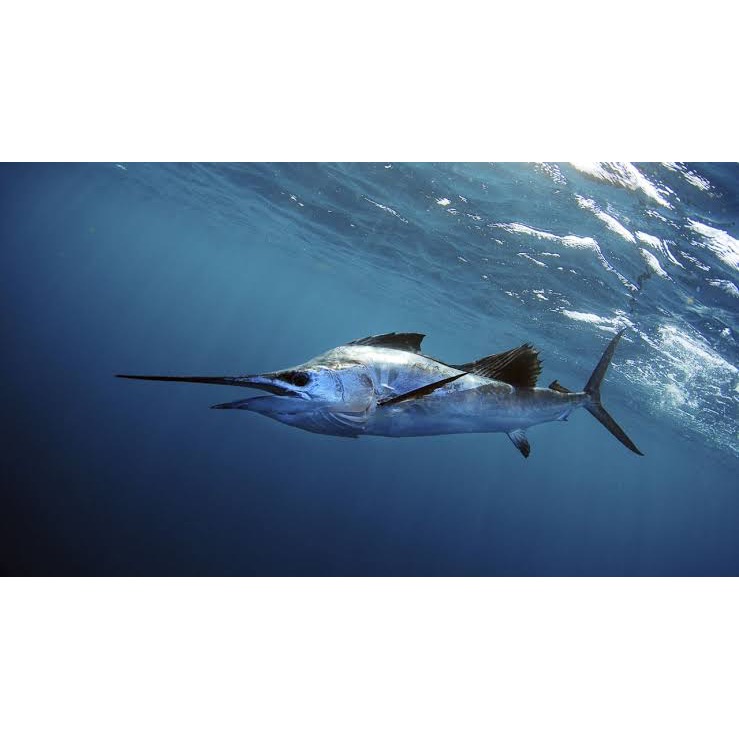 999元免運「鱻匠水產批發工廠」需熟食旗魚邊角肉300克/真空包  關鍵：旗魚鮭魚生魚片 鹽烤紅燒 貓狗零食罐頭糧食飼料-細節圖2