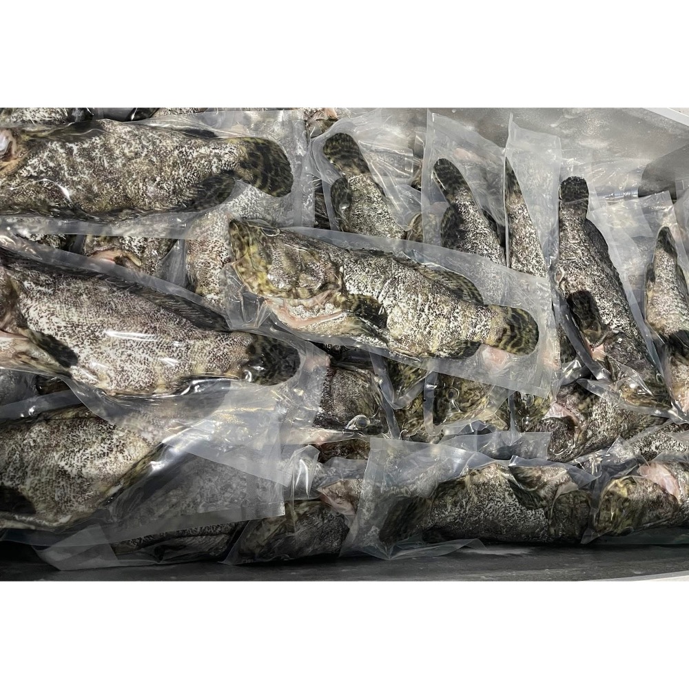 999元免運「鱻匠水產批發工廠」三去龍虎石斑魚900-1100克/真空包 關鍵字：龍膽石斑 老鼠石斑 野生石斑魚 貓零食-細節圖2