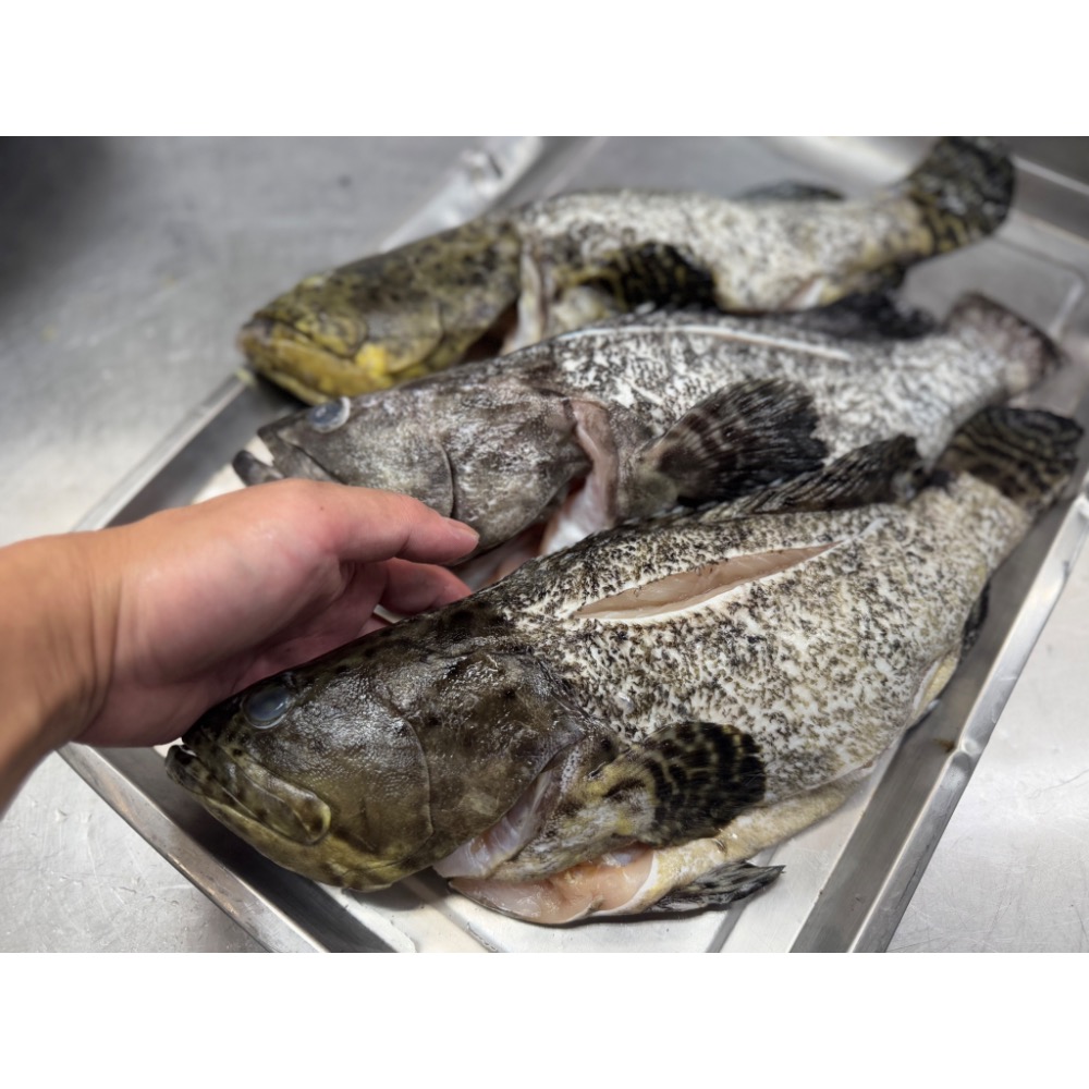 999元免運「鱻匠水產批發工廠」三去龍虎石斑魚900-1100克/真空包 關鍵字：龍膽石斑 老鼠石斑 野生石斑魚 貓零食-細節圖4