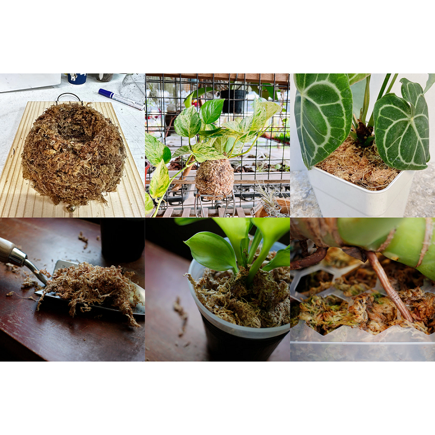 五星 水苔 (智利) 乾燥 介質 扦插 播種 園藝 養殖 多用途-細節圖4