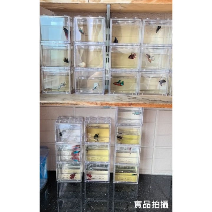 🎏 全新 高品質 台灣製 超清晰 透明 鬥魚缸 水族 鬥魚 昆蟲 蜥蜴 蟋蟀 蠶 守宮 獨角仙 甲蟲 楸形蟲 飼養-細節圖7