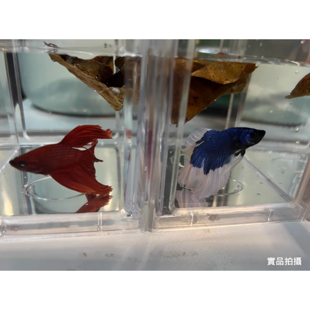 🎏 全新 高品質 台灣製 超清晰 透明 鬥魚缸 水族 鬥魚 昆蟲 蜥蜴 蟋蟀 蠶 守宮 獨角仙 甲蟲 楸形蟲 飼養-細節圖8