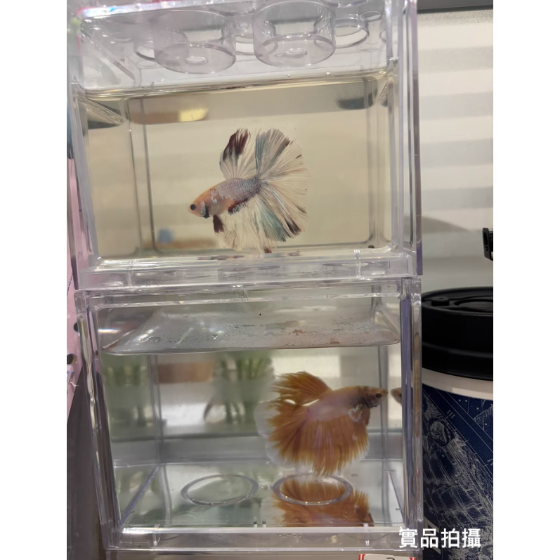 🎏 全新 高品質 台灣製 超清晰 透明 鬥魚缸 水族 鬥魚 昆蟲 蜥蜴 蟋蟀 蠶 守宮 獨角仙 甲蟲 楸形蟲 飼養-細節圖9