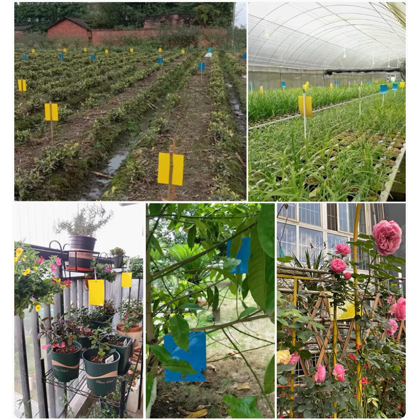 園藝 黏蟲板 黏蚊板 蚊蟲 防蟲 除蟲 殺蟲 蚊子 小黑飛 小黑蚊 果蠅 雙面 超強 黏性-細節圖5