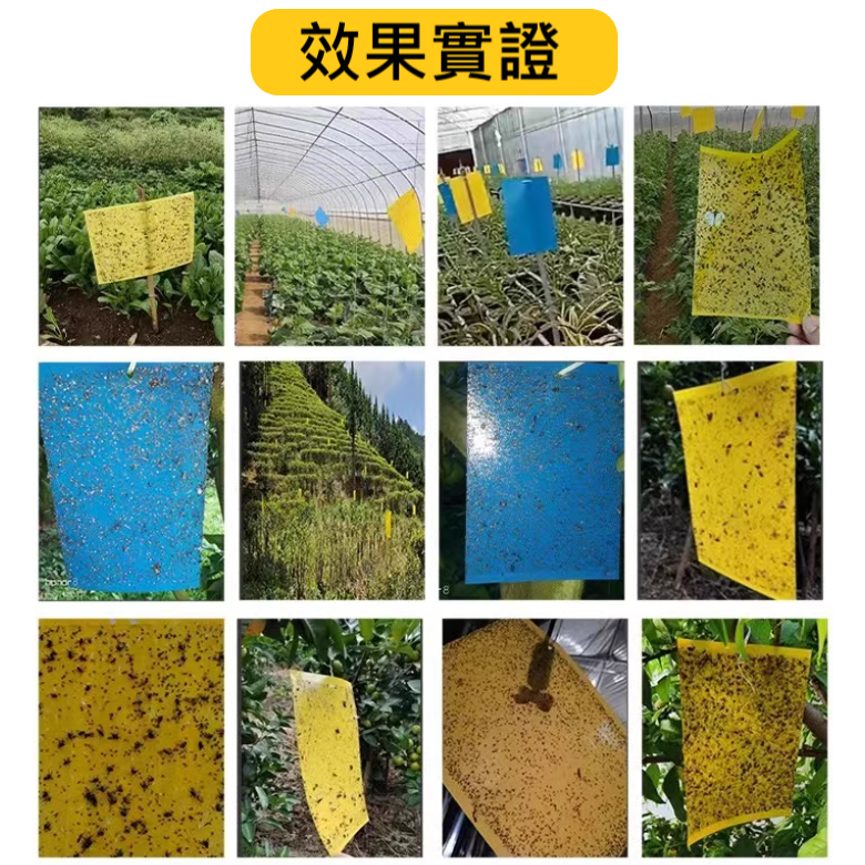 園藝 黏蟲板 黏蚊板 蚊蟲 防蟲 除蟲 殺蟲 蚊子 小黑飛 小黑蚊 果蠅 雙面 超強 黏性-細節圖6