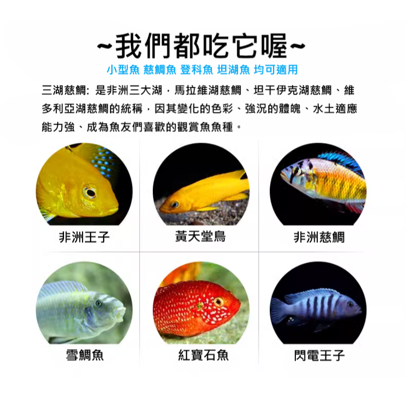 🎏 (小包裝10g) BIOZYM 百因美 水族 飼料 天然 慈鯛 燈科 神仙 孔雀 小型魚 飼料-細節圖2