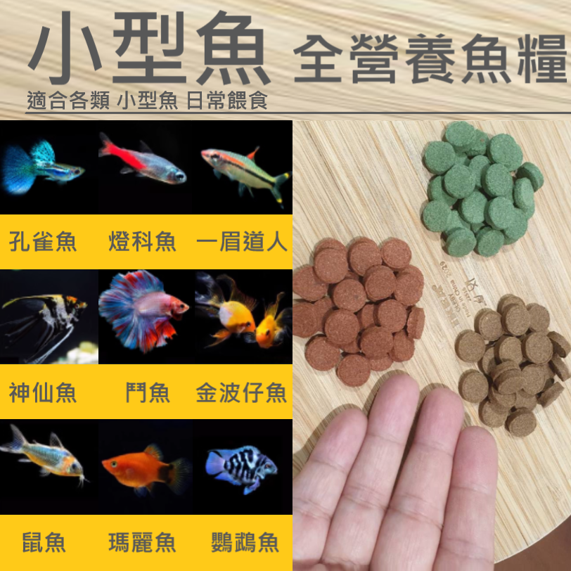 🎏 水族 小型魚 貼片 飼料 燈科 神仙 慈鯛 孔雀 肉食 水草 蝦缸 豐年蝦 螺旋藻 紅蟲-細節圖2