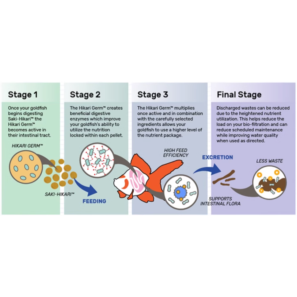 (現貨)🎏 日本 Hikari 專家級 金魚 飼料 高夠力 獅頭 蘭壽 稚魚 主食 育成 色揚 特級色揚 胚芽 水族。-細節圖3