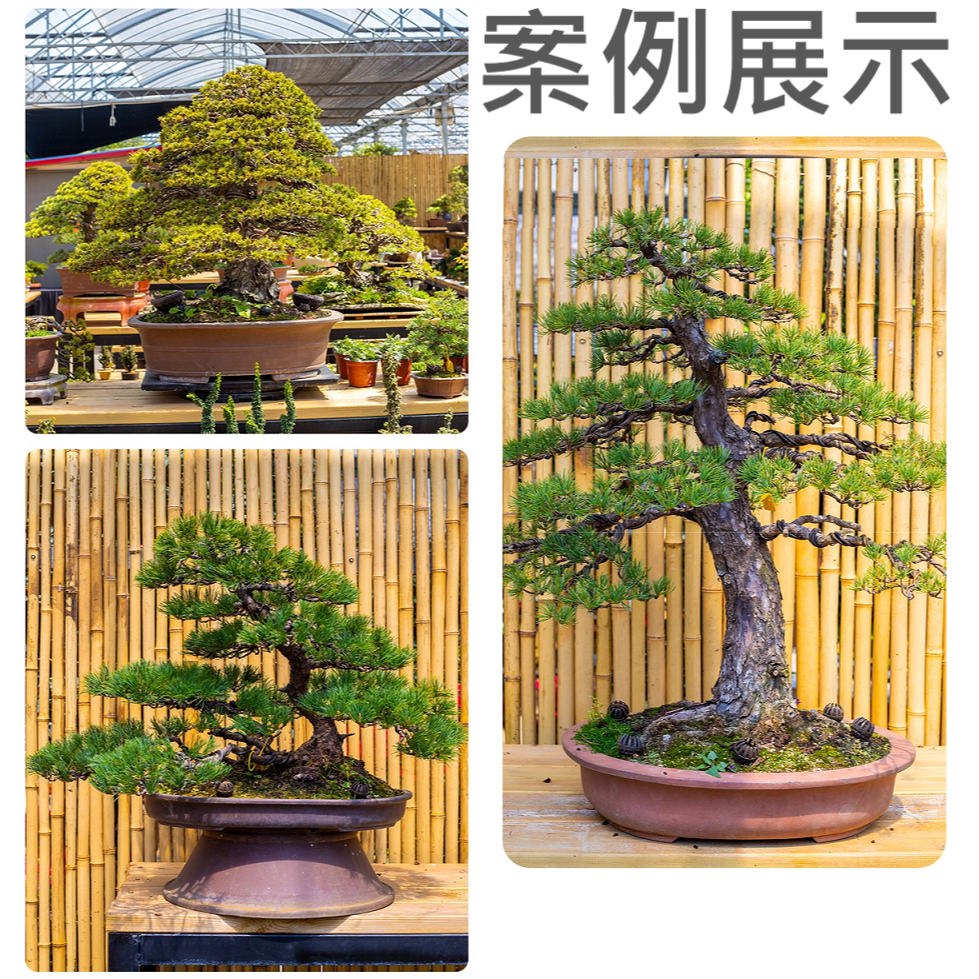 🔥大師推薦🔥 園藝 造型 造景 專用鋁線 鋁含量高 軟硬 適中 造型 容易 耐熱 防凍 耐磨 性強-細節圖10