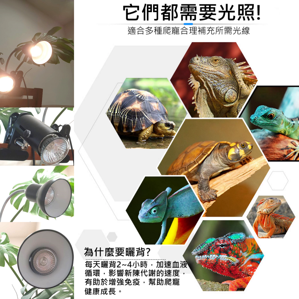 🎏 爬寵 爬蟲 寵物 全光譜 曬背燈 仿太陽 光照 日照 E27 接頭 UVB UVA 補充 加速代謝 增強免疫-細節圖2