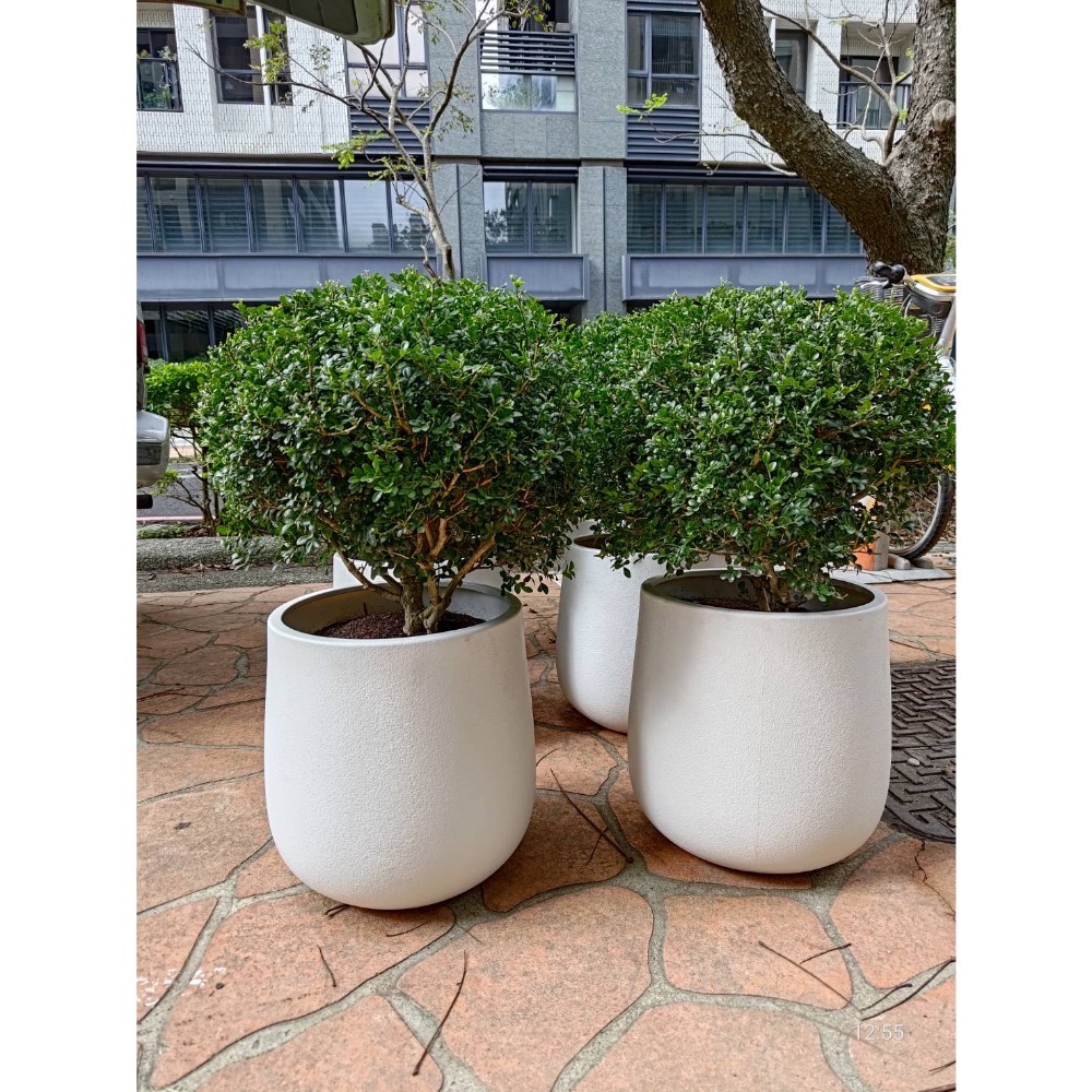 球形細葉七里香-細節圖2